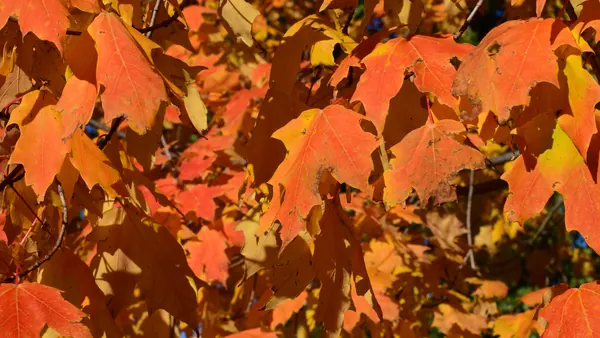 Maple leaves in Quebec